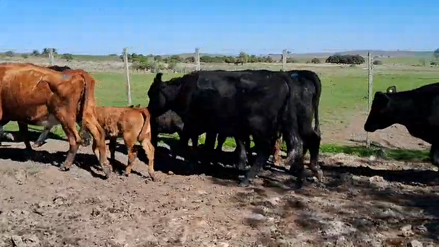 Lote 14 Piezas de cría a remate en Pantalla Aniversario - Escritorio Camy, San José
