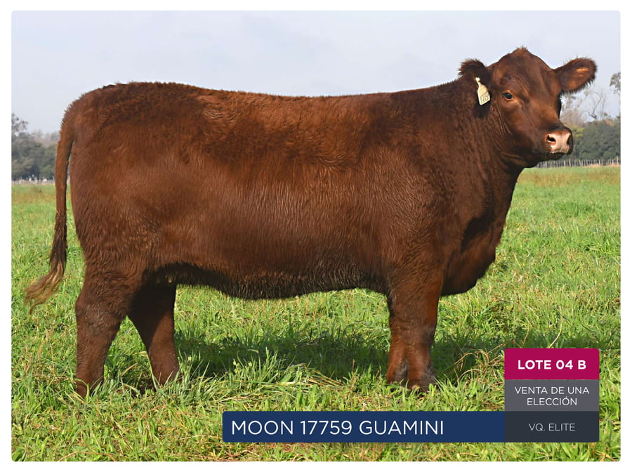 Lote RP 17753 Y 17759 - VAQUILLONAS PP ELITE VENTA DE UNA ELECCION