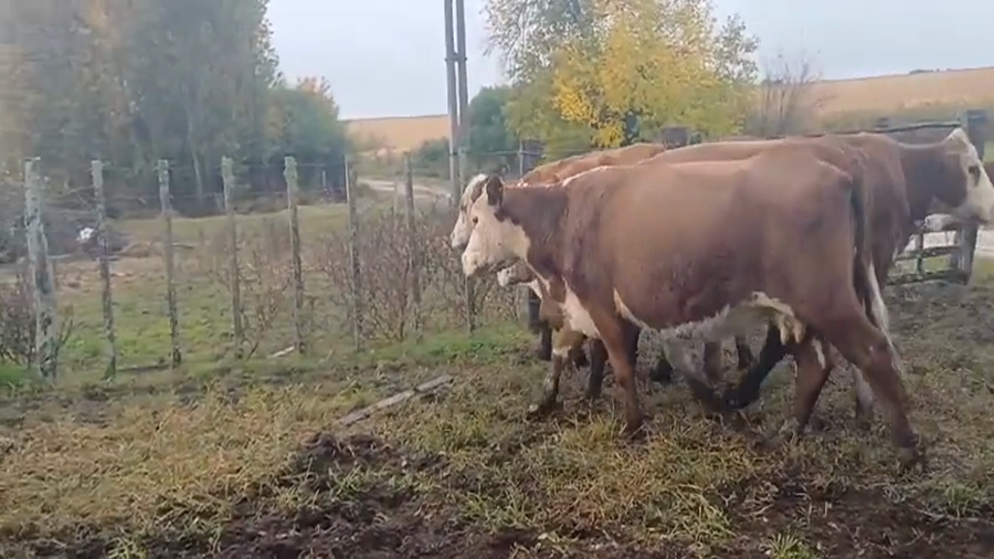 Lote (Vendido)7 Vacas de Invernada Polled Hereford a remate en #45 Pantalla Carmelo  370kg -  en Nueva Helvecia