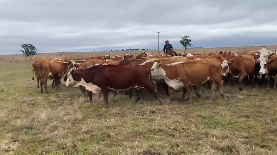 Lote 45 Vientres preñados en Corrientes, Mercedes