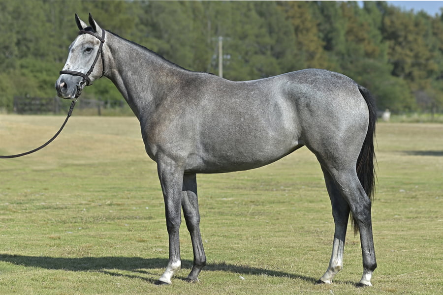 Lote FIRULETA (H) - LONG ISLAND SOUND x ABONANZA