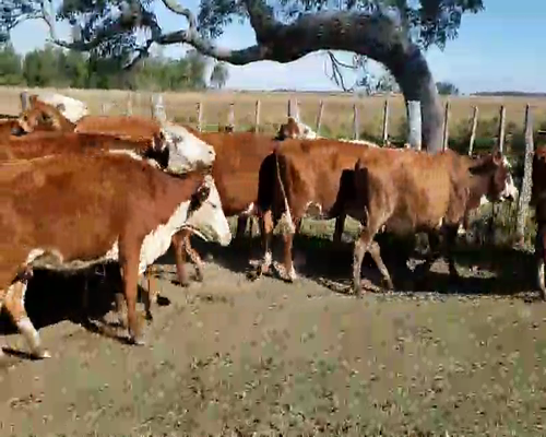 Lote 25 Vacas de invernar en Ituzaingó, Corrientes