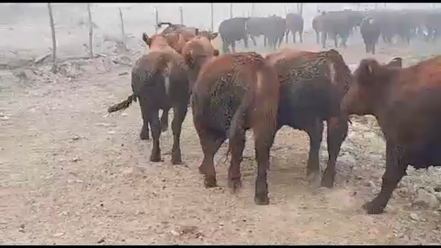 Lote 50 Vaquilla Gorda en San Clemente, VII  Región Maule