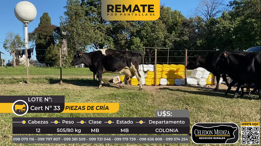 Lote 12 Piezas de cría en El General, a 8 km de Colonia