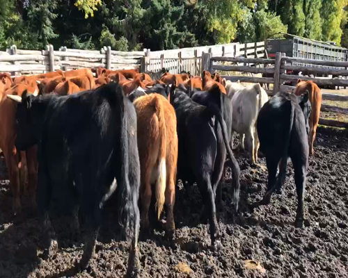 Lote 50 Novillo Engorda en XI Región Aysén, Coyhaique