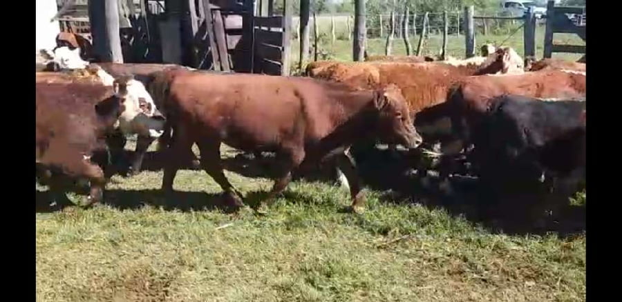 Lote 120 Terneros/as en Villaguay, Entre Ríos