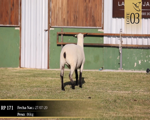 Lote Borregas a remate en Cabaña Las Brujas, San José