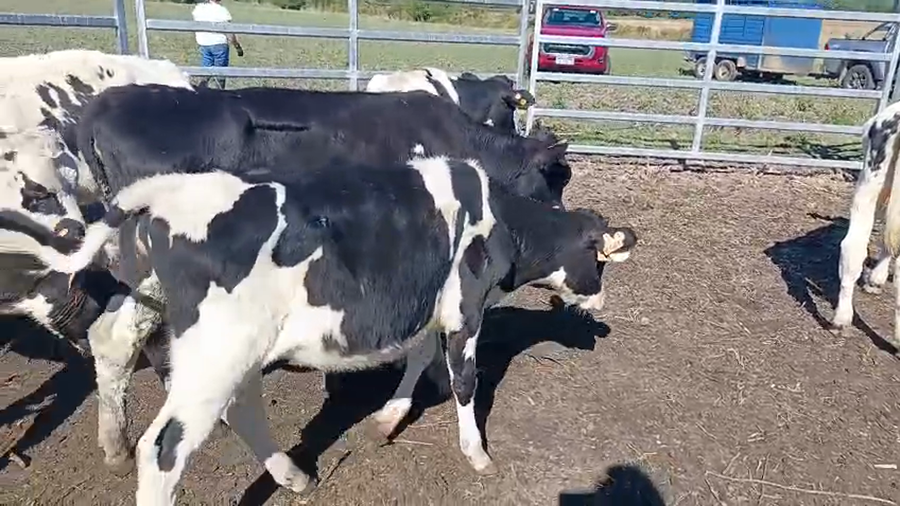 Lote 17 Terneros a remate en Pantalla Camy - Aniversario 31 Años 140kg - , San José