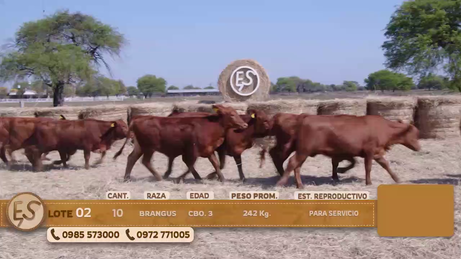Lote Terneras Cbo 3 BRANGUS