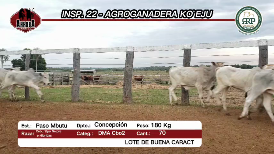 Lote 70 Desmamantes machos 55 CEBÚ TIPO NELORE Y 15 HIBRIDOS a remate en Feria Aniversario Concepción - Arroba Remates S.A 180kg -  en PASO MBUTU