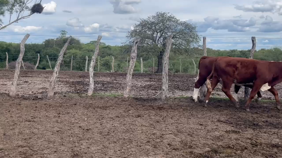 Lote 70 Terneras en Corrientes, Curuzú-Cuatiá