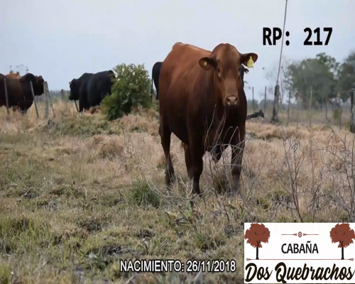 Lote DOS QUEBRACHO 217