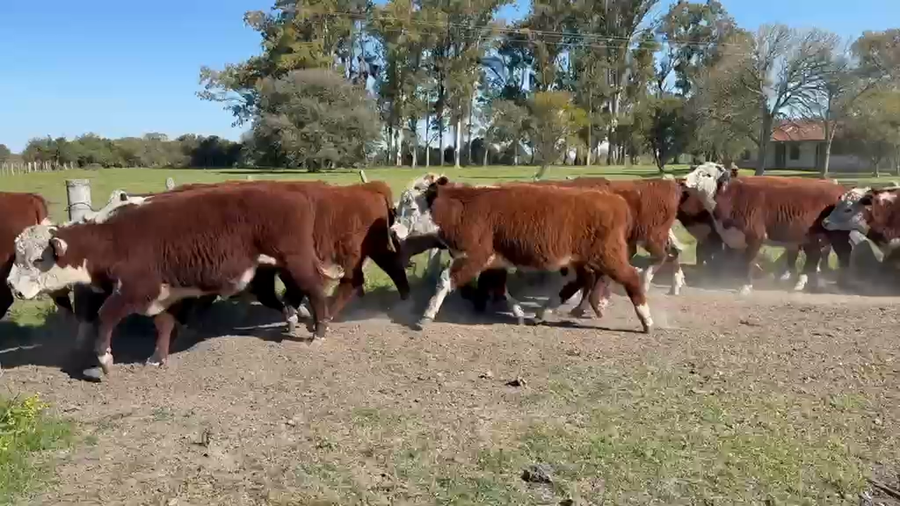 Lote 50 Novillitos