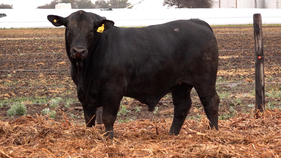 Lote TOROS BRANGUS de El Porvenir