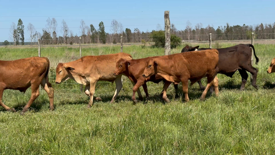 Lote 44 Terneros en Corrientes, Paso de Los Libres
