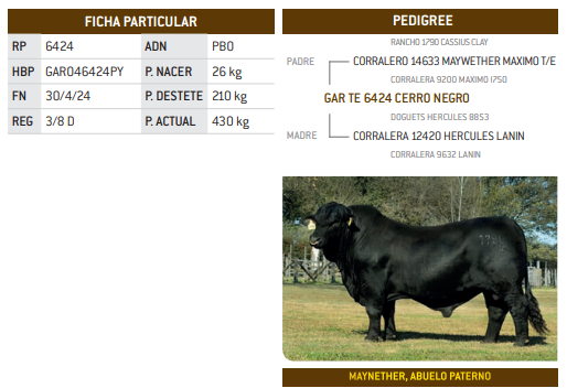 Lote LOTE 29