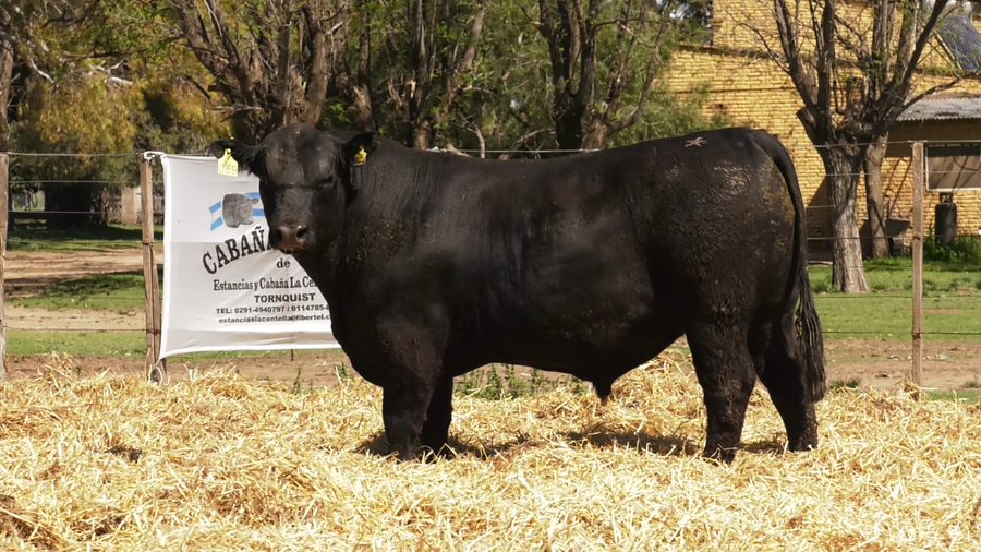 Lote TOROS PUROS CONTROLADOS