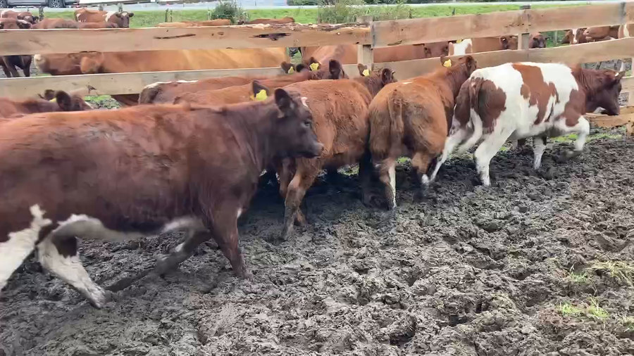 Lote 20 Ternera en Cisnes, XI Región Aysén