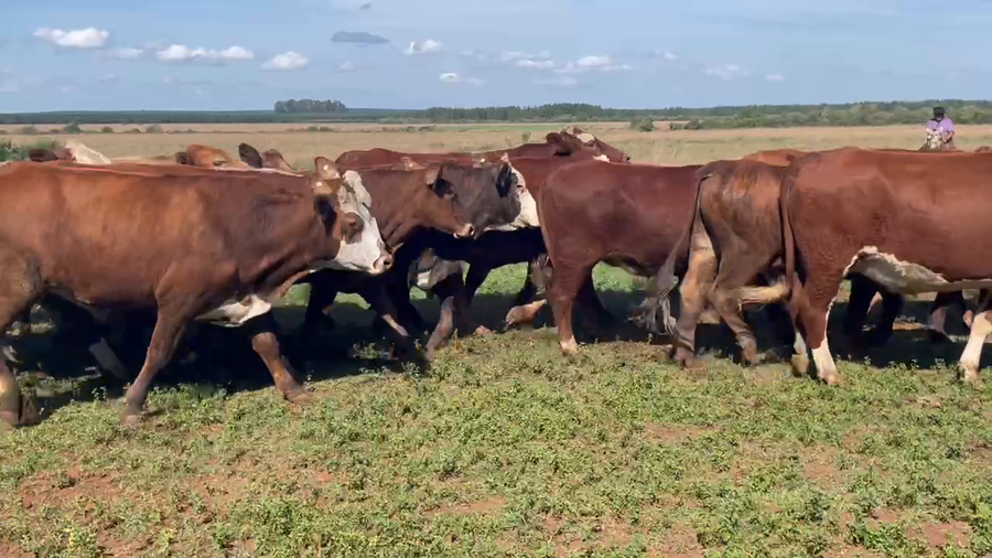 Lote 84 Novillos en Ituzaingó, Corrientes