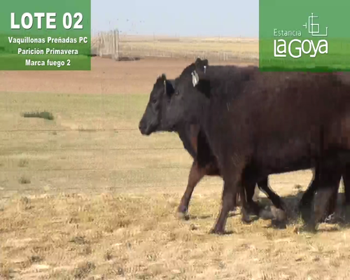 Lote VAQUILLONAS PREÑADAS PC PARICIÓN PRIMAVERA