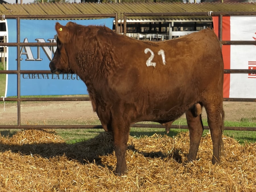 Lote TOROS ANGUS COLORADOS PC