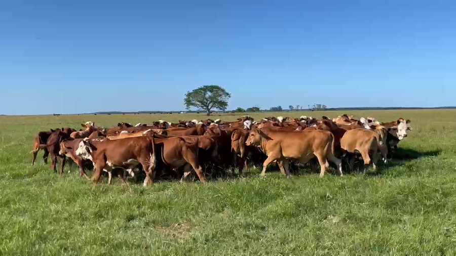 Lote 85 Terneros en Corrientes, Goya