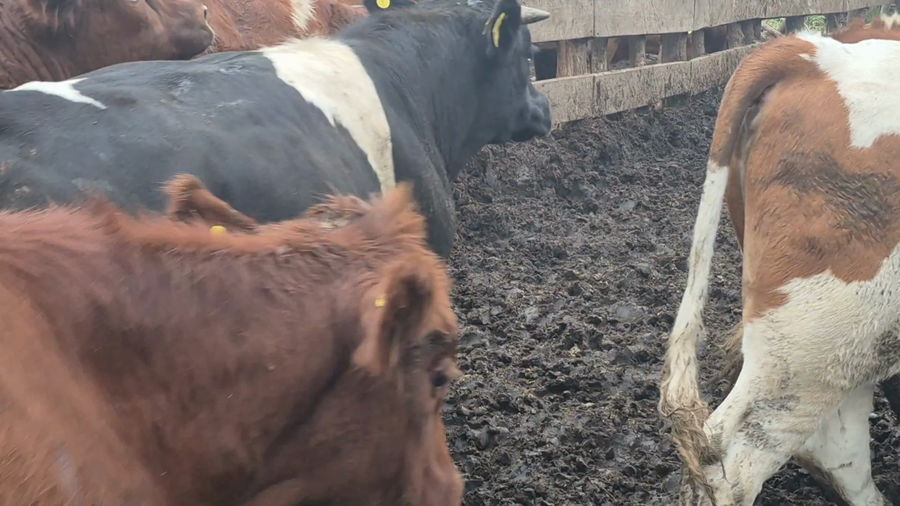 Lote 45 Novillo Gordo en Yerbas Buenas, VII  Región Maule