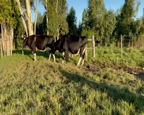 Lote (Vendido)2 Vaca HOLANDO a remate en Entre Martillos en CARRETA QUEMADA
