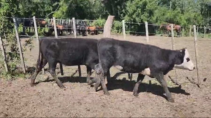 Lote 102 Terneras en Magdalena, Buenos Aires