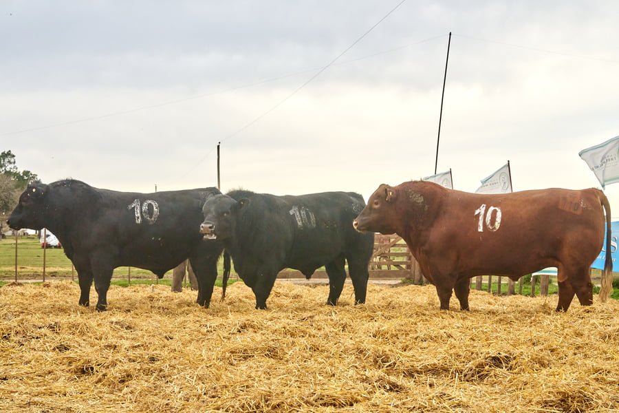 Lote "TRES MOLINOS"  TOROS  P.C.
