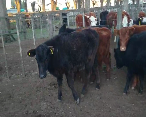 Lote 12 Terneras en Gral. Lamadrid, Buenos Aires