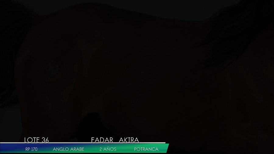 Lote FADAR AKIRA