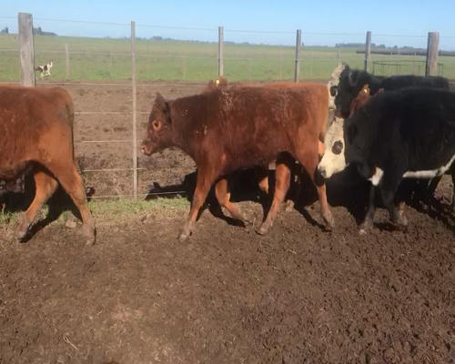 Lote 60 Terneros en Coronel Suarez, Buenos Aires