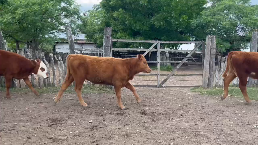 Lote 14 Vacas C/ cria en Corrientes, Curuzu Cuatia