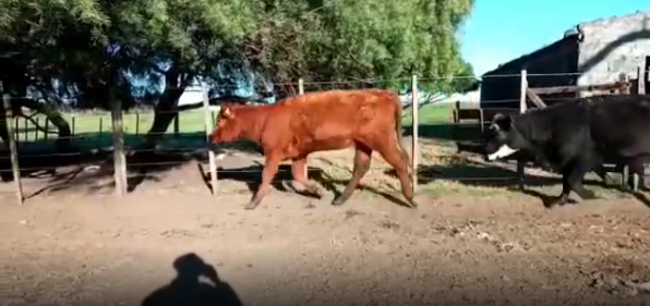 Lote 6 Vaca en Soriano