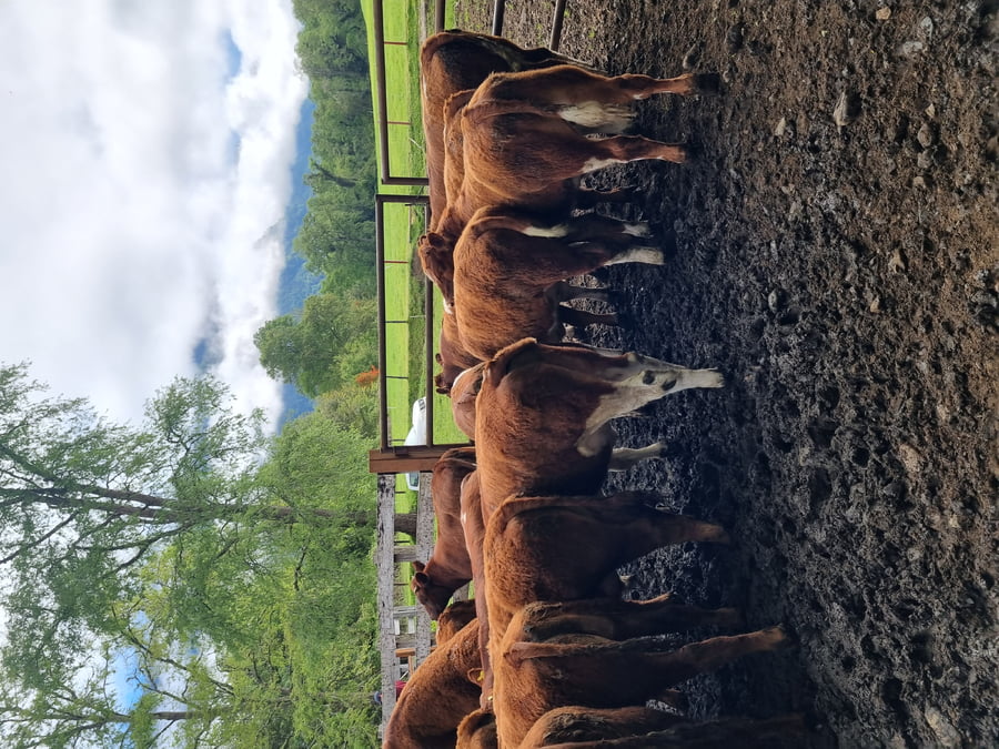 Lote 60 Ternero en Futrono, XIV Región Los Ríos