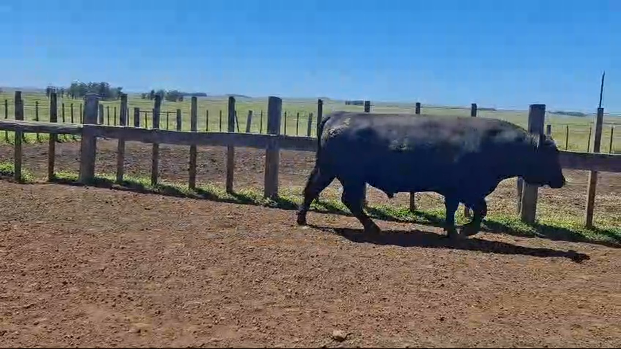 Lote 3 Toros PI / PO / PC 2 AA,  1 RA a remate en 26° Remate Anual en LAURELES