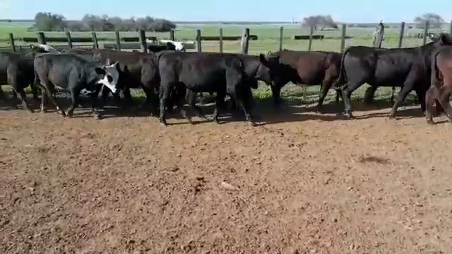 Lote 64 Novillitos en Entre Ríos, Villaguay