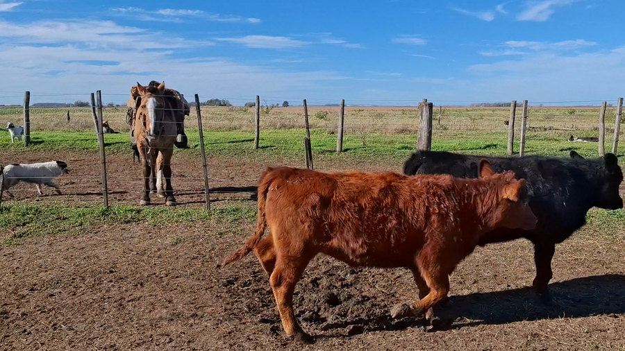 Lote 70 Terneros/as en Buenos Aires, 25 de Mayo
