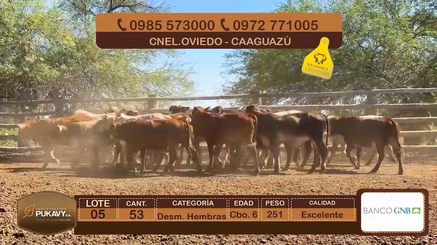 Lote Desm. Hembras Cbo 6