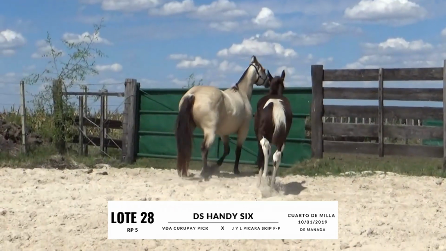 Lote DS HANDY SIX