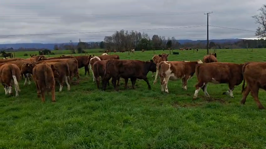 Lote 30 Vaquilla Engorda en Paillaco, XIV Región Los Ríos