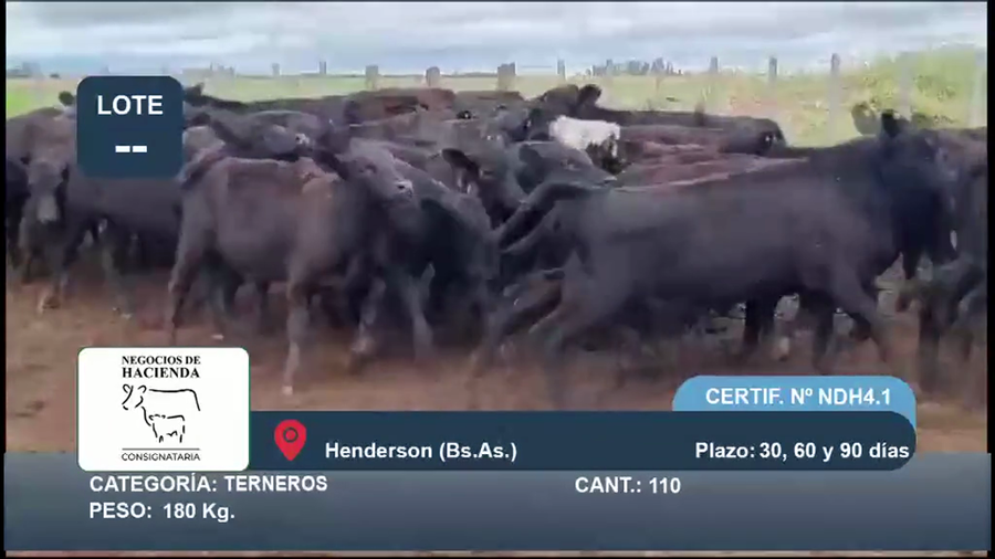Lote 110 Terneros en Buenos Aires, Henderson