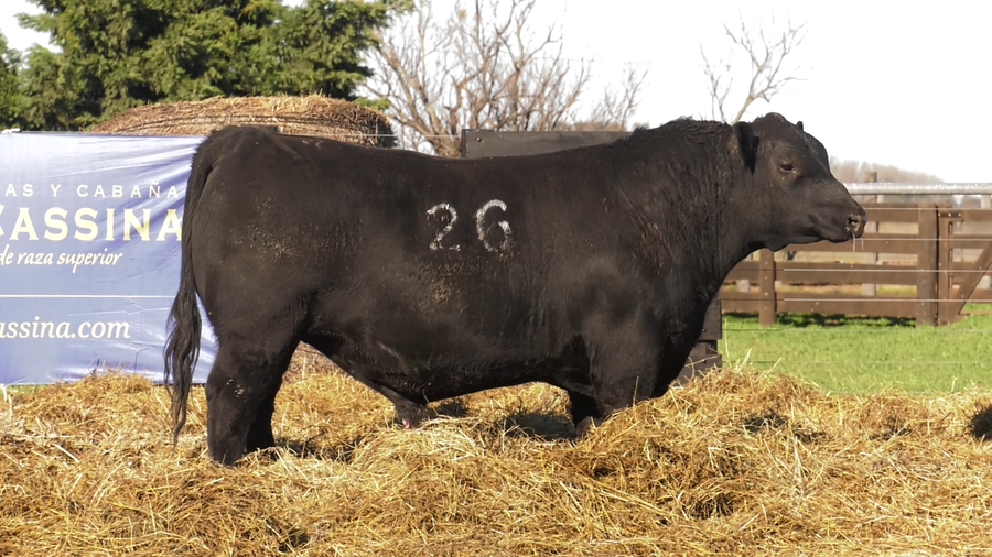 Lote TOROS ANGUS PURO CONTROLADO