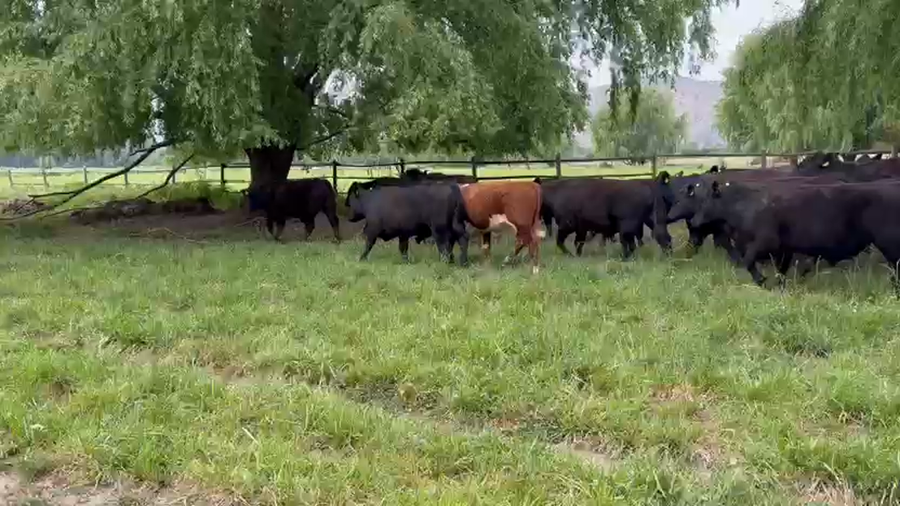 Lote 60 Novillo Engorda en Paine, Región Metropolitana