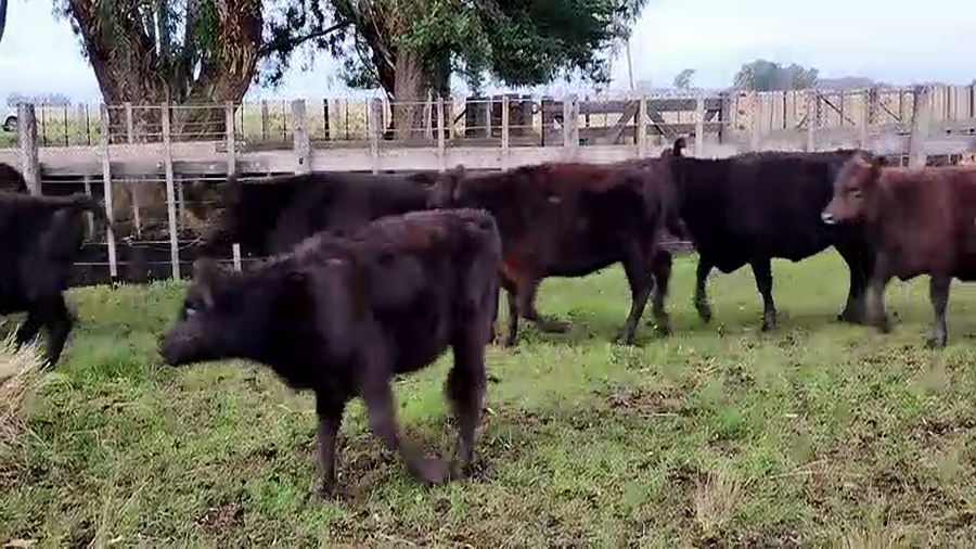 Lote 35 Terneros/as en Olavarria