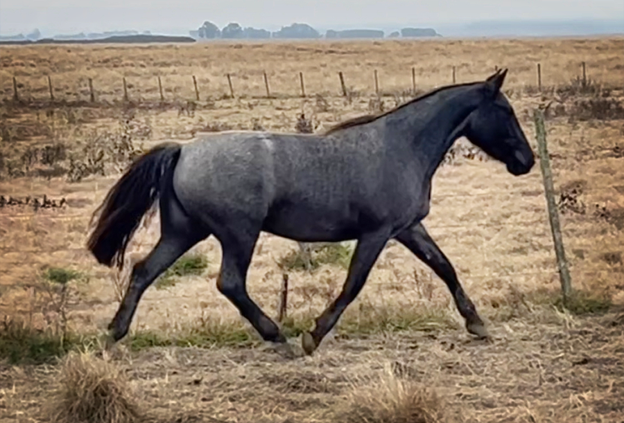 Lote PAULISTA FRANCA