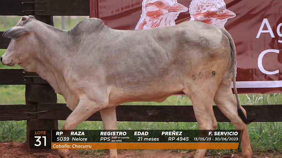 Lote VAQUILLA NELORE