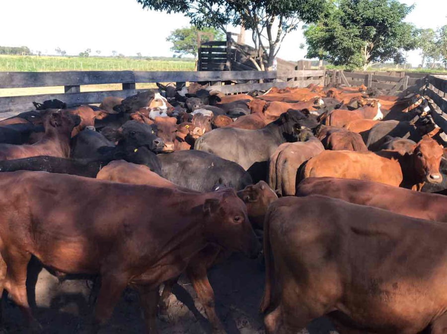 Lote 115 Terneros en Pirané, Formosa