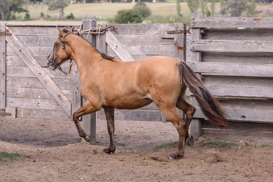 Lote FEDERAL LIBERTAD